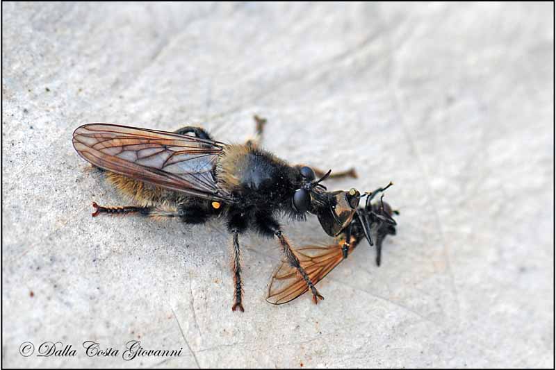 Mosca con preda